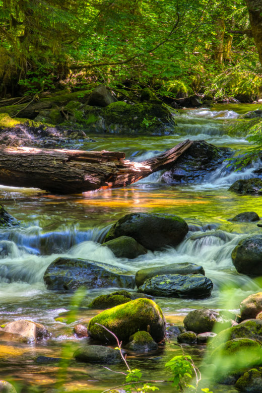 A blue creek runs over rocks amid green forest