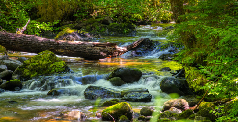A blue creek runs over rocks amid green forest